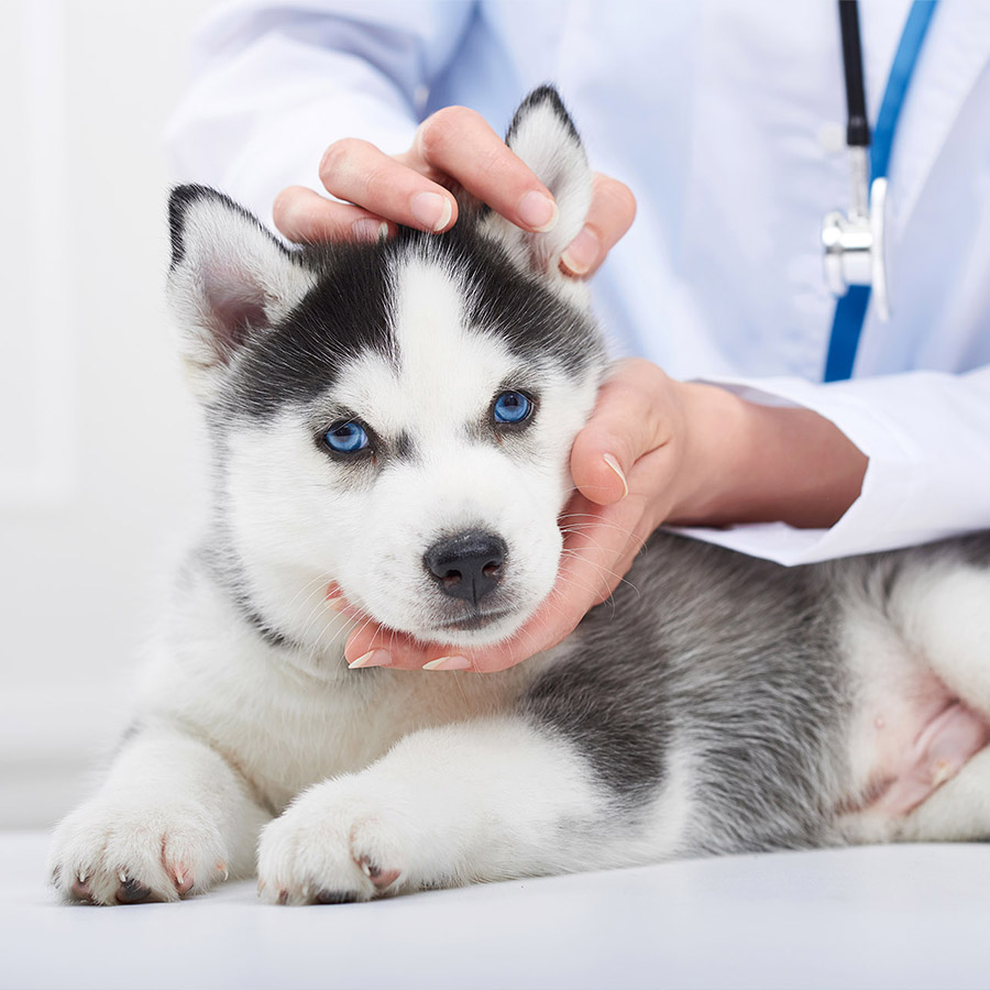 Prva poseta veterinaru